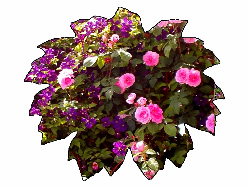 Clematis und Rose